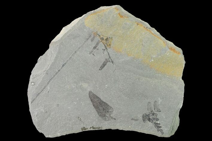 Fossil Fern (Neuropteris & Macroneuropteris) Plate - Kentucky #142427